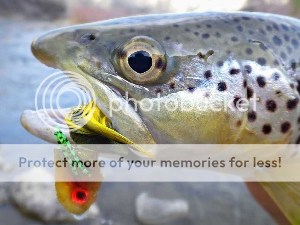 Fish Eat Flies IF4 Film Festival Trip 2014